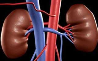 Размер почек у детей норма таблица