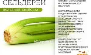 Сельдерей — польза для здоровья и организма
