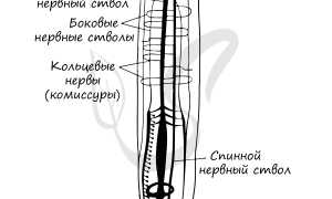 Нервная система аскариды — тип и особенности
