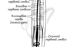 Нервная система аскариды — тип и особенности