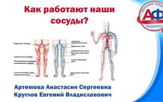 Магистральные и периферические сосуды — строение и функции