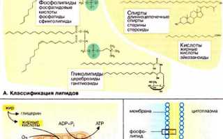 Липиды — Основа Клеточной Структуры и Функции