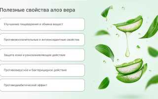 Польза алоэ для здоровья человека