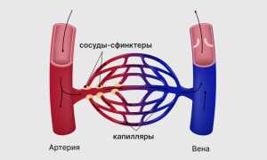 Артериями называют сосуды