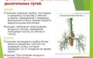 Строение трахеи и бронхов