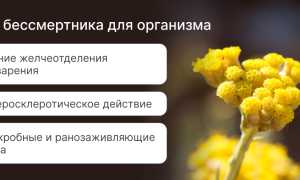 Полезные свойства бессмертника для здоровья