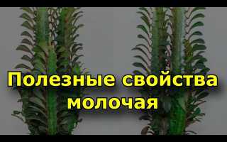 Лечебные свойства молочая — польза для здоровья