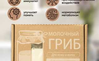 Выращивание и применение молочного тибетского гриба