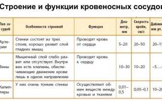 Функция шунтирующих сосудов в организме