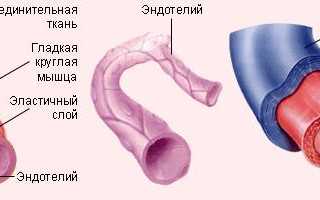 3 вида кровеносных сосудов