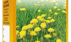 Одуванчик — Лекарство из вашего сада
