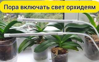 Свет для орхидей — какой выбрать и почему