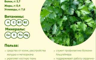 Полезные свойства петрушки — полный химсостав