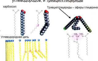 Структура липидов — глицерин и жирные кислоты