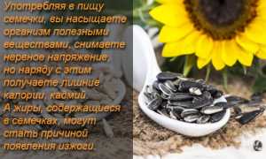 Семена подсолнечника — польза и ценные свойства