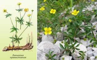 Что такое калган и его свойства