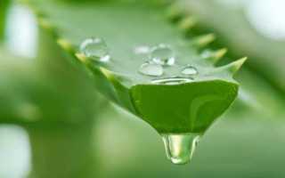 Алоэ Вера — Лечебные Свойства и Отзывы Пользователей