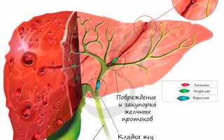 Структура и функции нервной системы у печеночного сосальщика
