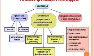 Что такое липиды простыми словами