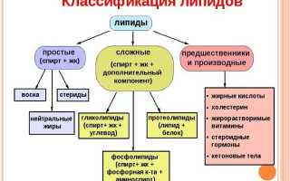 Что такое липиды простыми словами