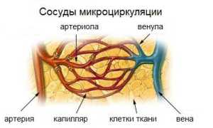 Капилляры — Кровеносные Сосуды Микромира