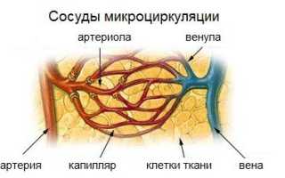 Капилляры — Кровеносные Сосуды Микромира