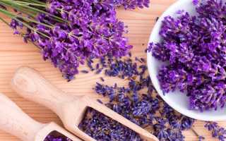 Лаванда — Польза и Вред для Здоровья