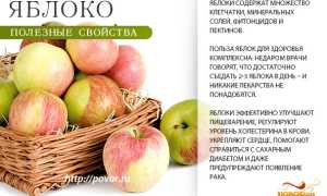 Яблоко — польза и вред для здоровья