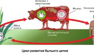 Признаки заражения бычьим цепнем у человека