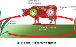 Признаки заражения бычьим цепнем у человека