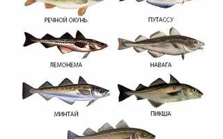 Рыба с низким содержанием белка — список и особенности