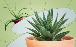 Алоэ — Комнатное Растение и Его Применение