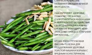 Фасоль стручковая — польза и вред для здоровья