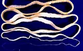 Бычий глист — опасность для здоровья человека