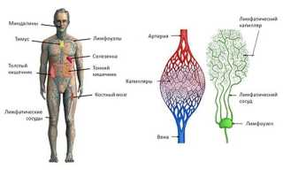 Очищение лимфосистемы — эффективные методы и советы
