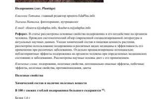 Подорожник — польза, применение и интересные факты