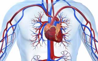 Вены и артерии — основы анатомии кровеносной системы