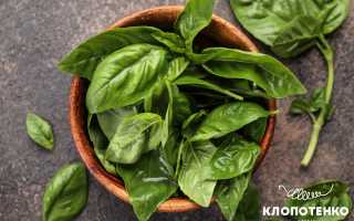 Базилик — Все о полезной траве