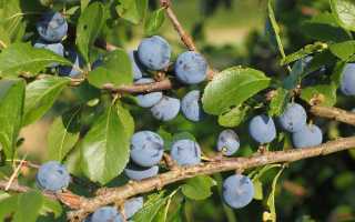 Тёрн — Незаменимый помощник для здоровья