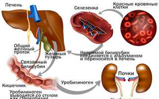 Повышенный билирубин у беременных — причины и последствия