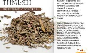 Тимьян — Фото и Полезные Свойства