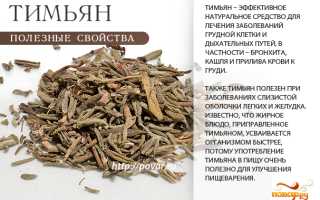 Тимьян — Фото и Полезные Свойства