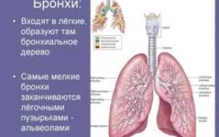 Бронхи и легкие это одно и тоже