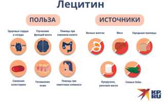 Лецитин в семечках — сколько содержится и зачем он нужен