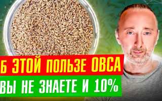 Настойка овса — польза и применение