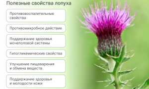 Лопух — причины употребления и полезные свойства