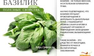 Базилик — польза для здоровья и организма