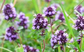 Полезные свойства душицы для женщин — отзывы и применение