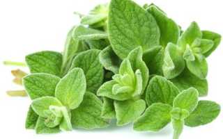 Лечебные свойства орегано — польза для здоровья