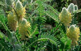 Астрагал шерстистоцветковый — Лечебные свойства и противопоказания